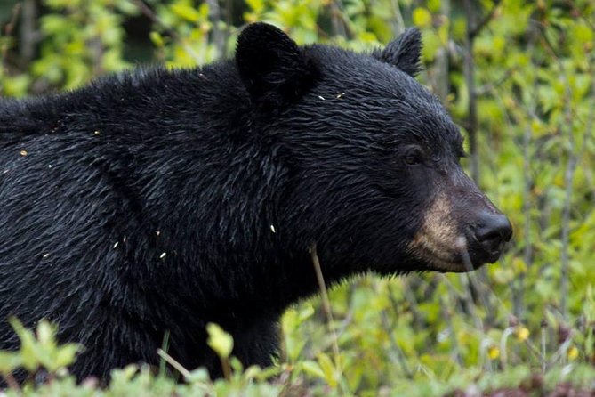 Jasper Wildlife & Sightseeing Tour with Maligne Lake Cruise - Medicine Lake and its disappearing water
