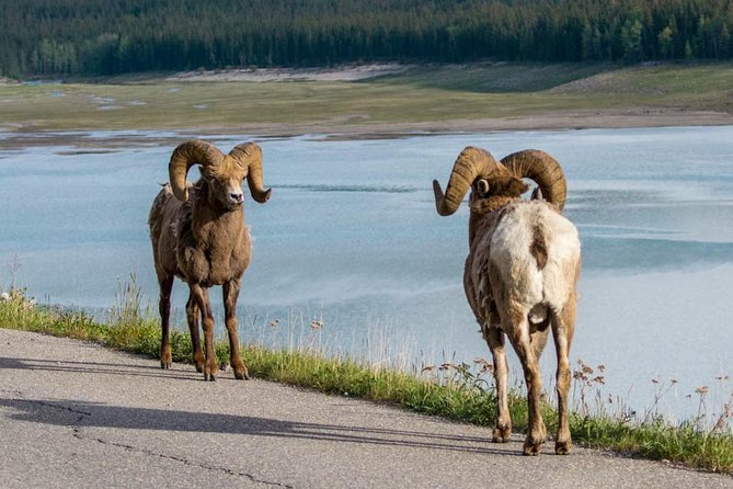 Jasper Wildlife & Sightseeing Tour with Maligne Lake Cruise - Cruising Maligne Lake to Spirit Island