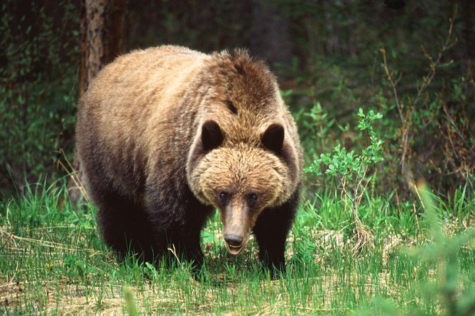 Jasper Wildlife & Sightseeing Tour with Maligne Lake Cruise - Six hours, with lunch on your own