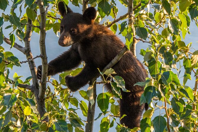 Jasper Wildlife & Sightseeing Tour with Maligne Lake Cruise - Who should book this Jasper tour?