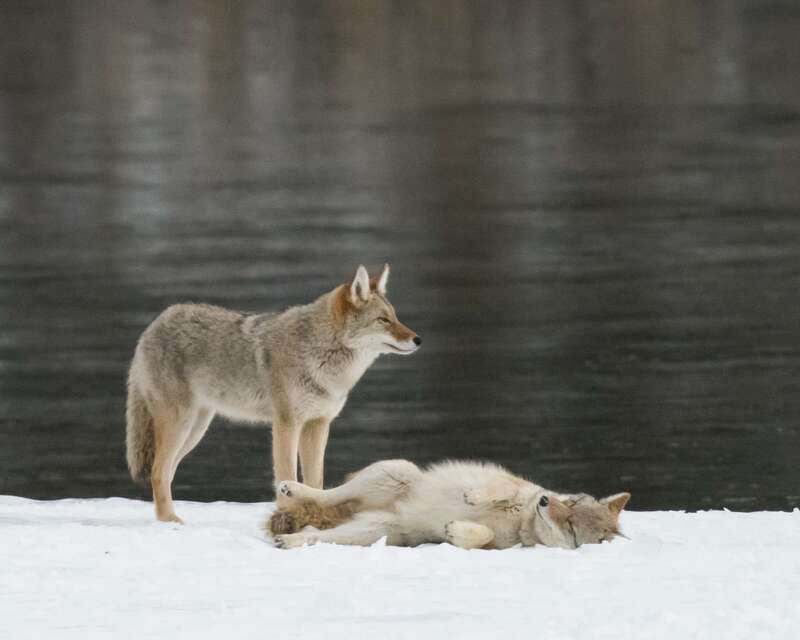 Jasper: Winter Wildlife Bus Tour in Jasper National Park - Why this Jasper wildlife tour works in winter