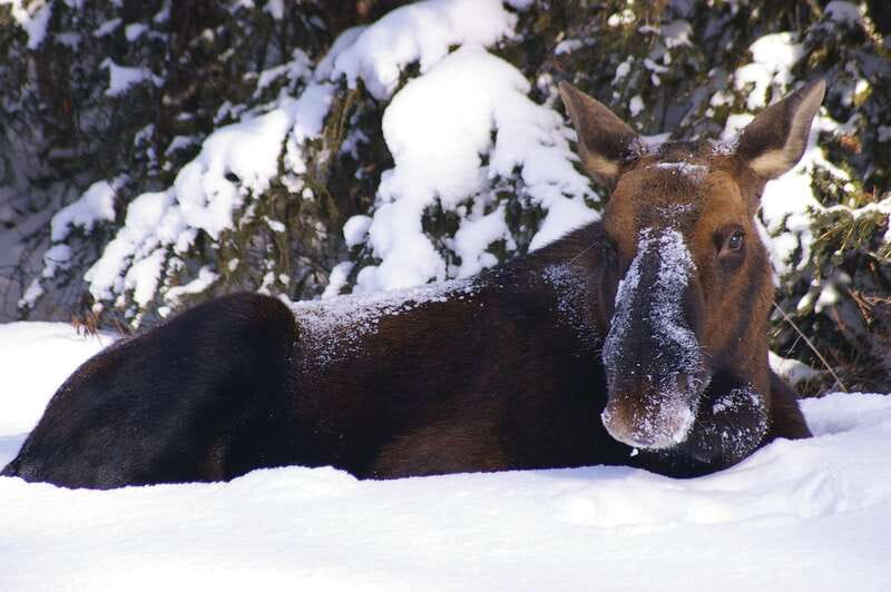 Jasper: Winter Wildlife Bus Tour in Jasper National Park - The Athabasca Valley is part of the attraction