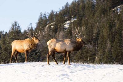 Winter Wildlife Bus Tour in Jasper National Park