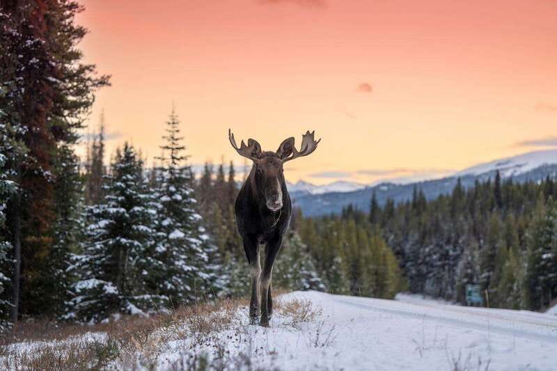 Jasper: Winter Wildlife Bus Tour in Jasper National Park - What you might see along the road