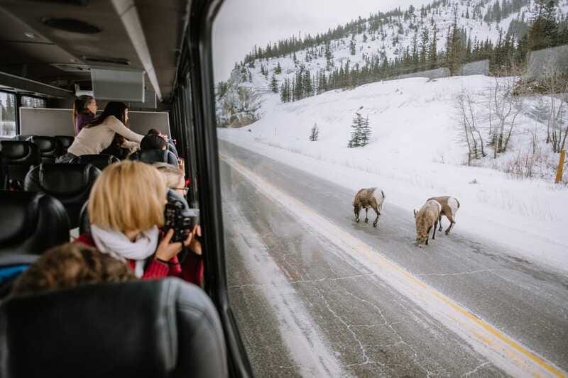 Jasper: Winter Wildlife Bus Tour in Jasper National Park - Guides who make the ride worthwhile