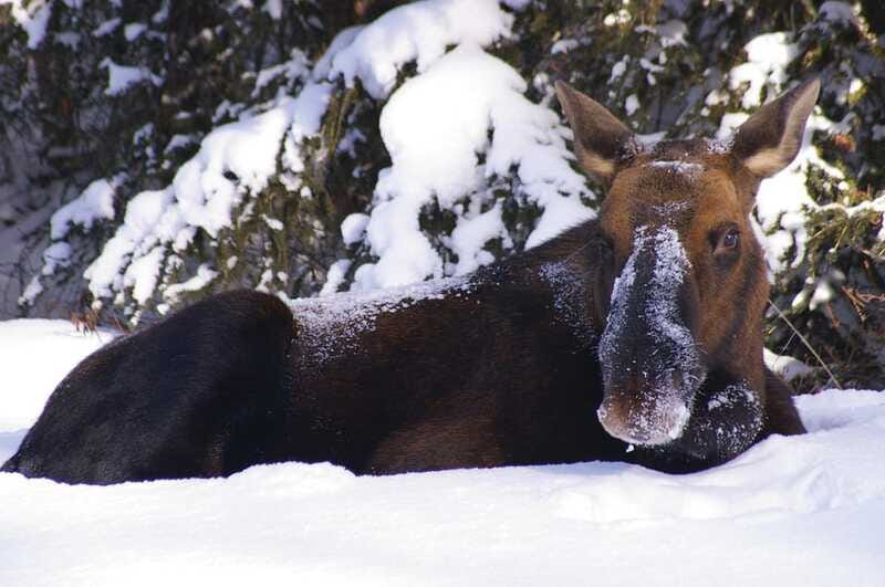 Jasper: Winter Wildlife Bus Tour in Jasper National Park - How much value do you get for $62?