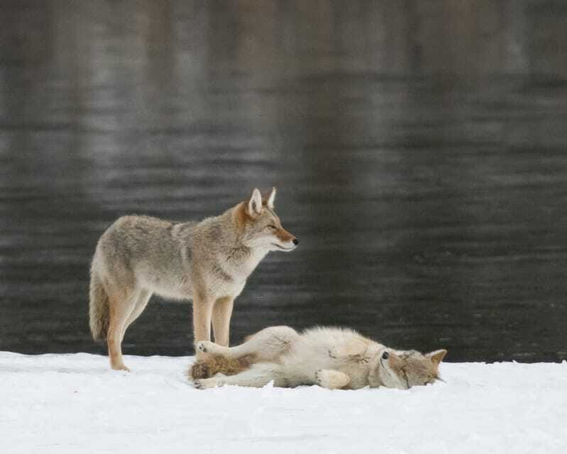 Jasper: Winter Wildlife Bus Tour in Jasper National Park - Practical advice for getting the most from the morning