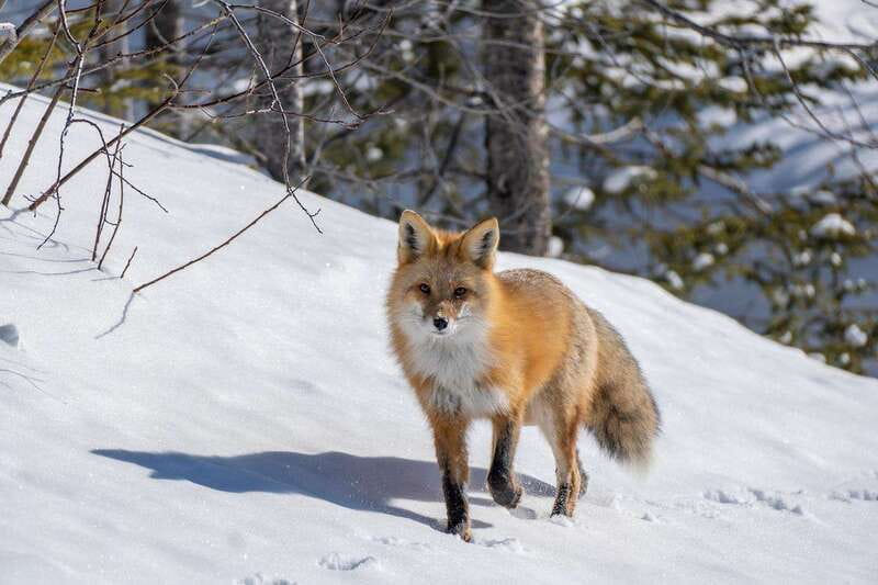 Jasper: Winter Wildlife Bus Tour in Jasper National Park - Booking, cancellation, and other useful details
