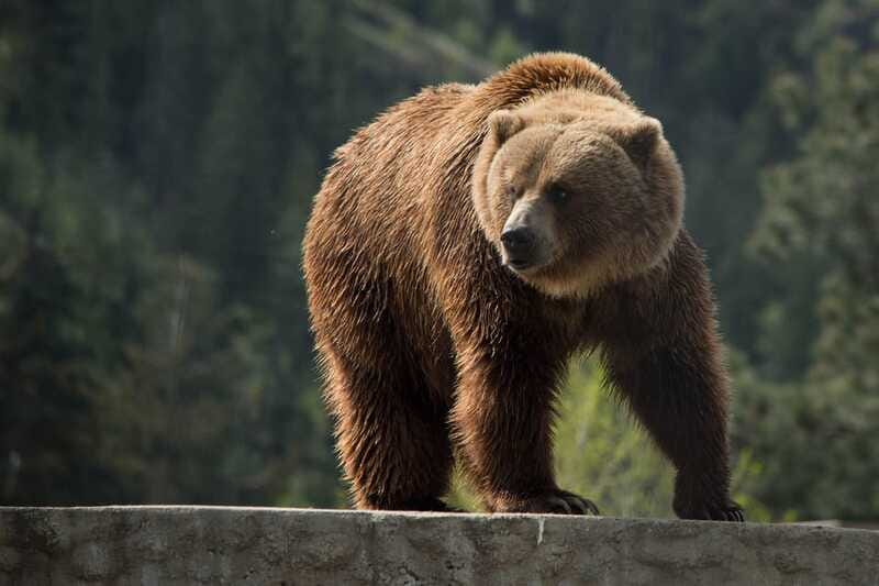 Kamloops: BC Wildlife Park Entry Ticket - Making room for play, water, and a full day