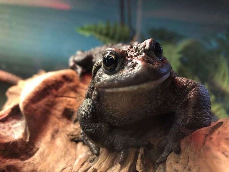 Kamloops: BC Wildlife Park Entry Ticket - What the mixed feedback means for your decision