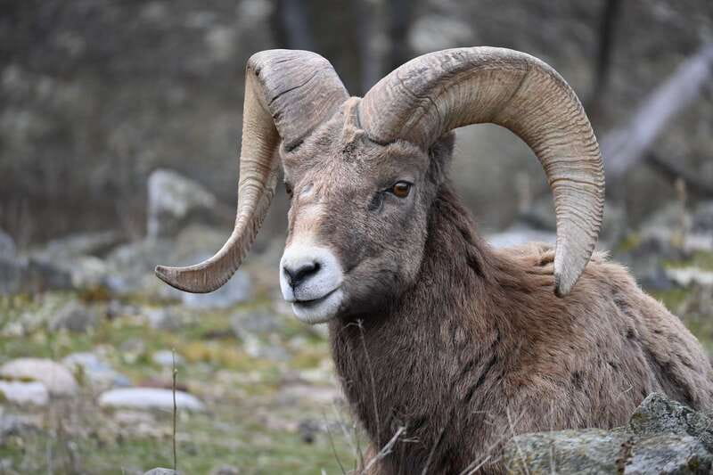 Kamloops: BC Wildlife Park Entry Ticket - Who will get the most from the $14 ticket