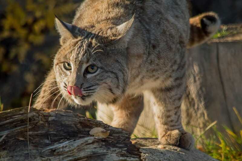 Kamloops: BC Wildlife Park Entry Ticket - Ending at Naturally Yours Gift Shop