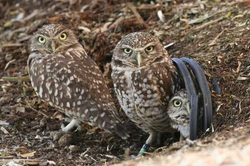Kamloops: BC Wildlife Park Entry Ticket - Should you book the BC Wildlife Park?