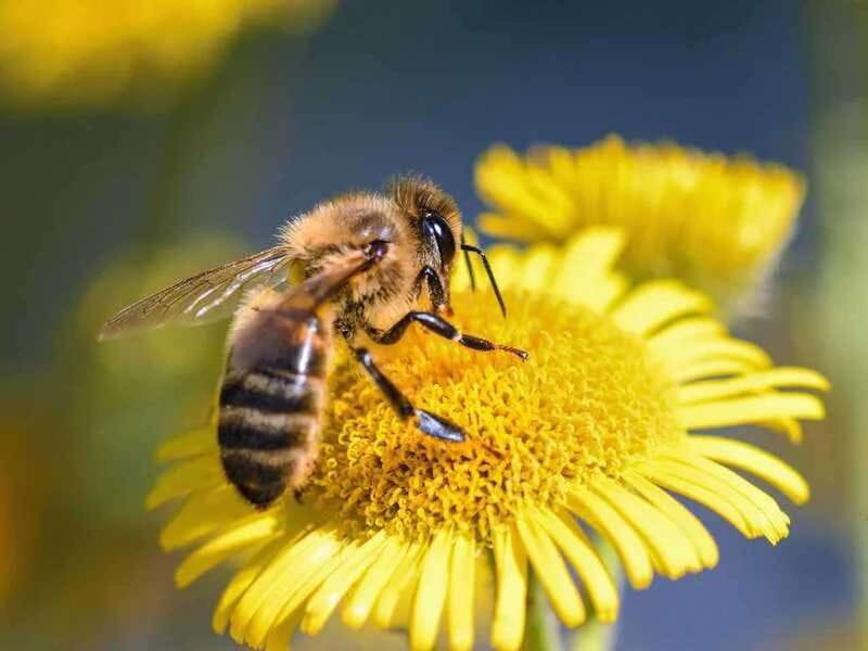 Kelowna: E-Bike Bee Tour w/ Tastings, Lunch, and Audioguide - One hour through Kelowna’s lakes and vineyards