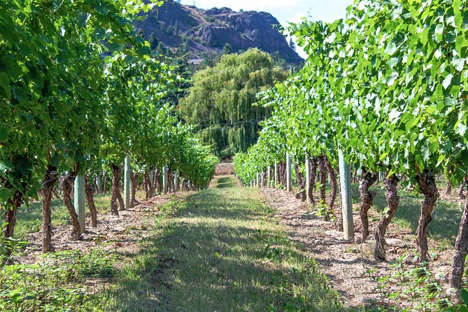 Kelowna or West Kelowna Afternoon Sightseeing Wine Tour - Who will get the most from this tour