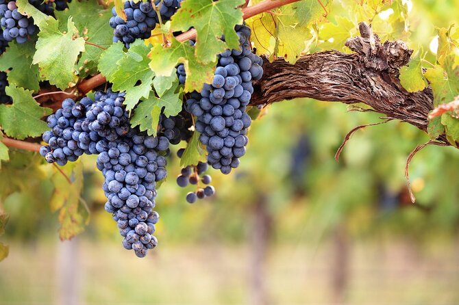 Lake Country Half Day Guided Wine Tour With 4 Wineries - What five hours really means