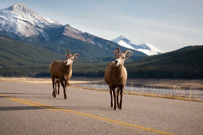 Lake Louise Moraine Lake Icefield Parkway Full Day Private Tour - A big Rockies day from Banff to the high lakes
