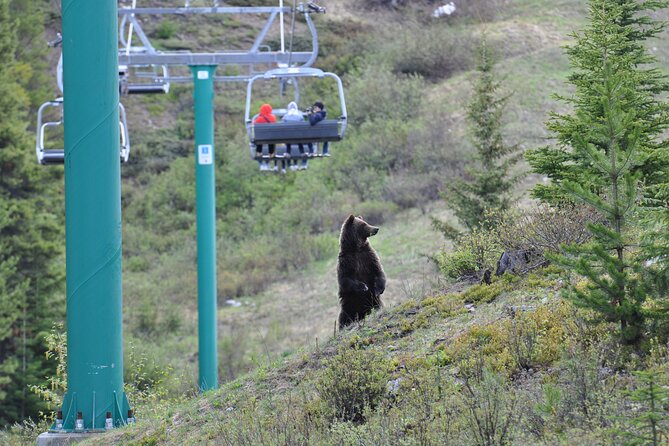Lake Louise Summer Gondola Experience - Getting there and planning the day