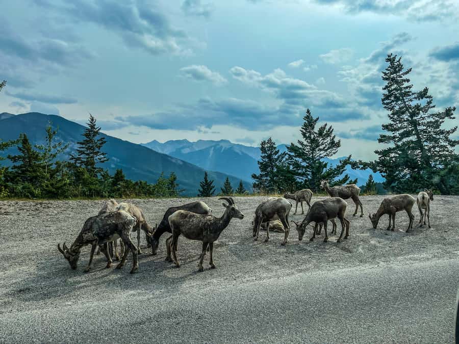 Louise, Moraine/Johnston Canyon, Minnewanka & Banff Town - Vermilion Lakes and a two-hour break in Banff Town