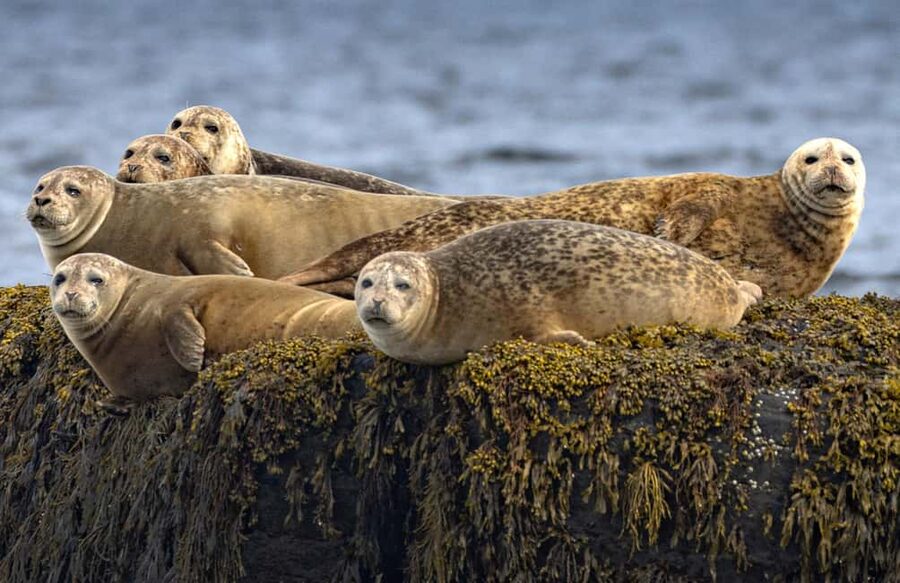 Lunenburg: Zodiac Wildlife Tour with Naturalist Guide - Key points to know before booking