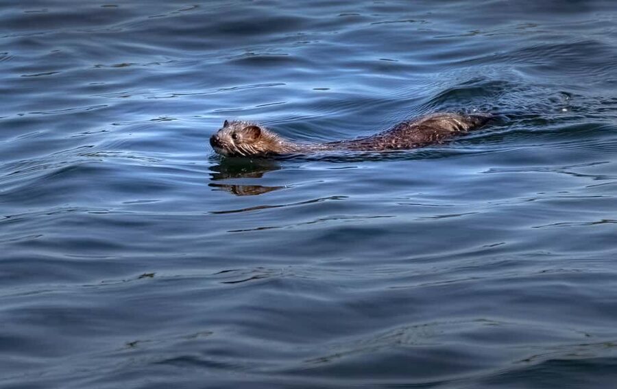 Lunenburg: Zodiac Wildlife Tour with Naturalist Guide - Is $101 a fair price?
