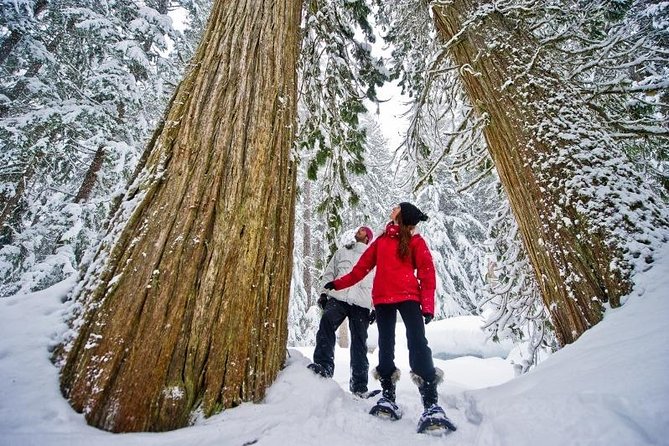 Medicine Trail Snowshoe Tour - Key points to know before you book