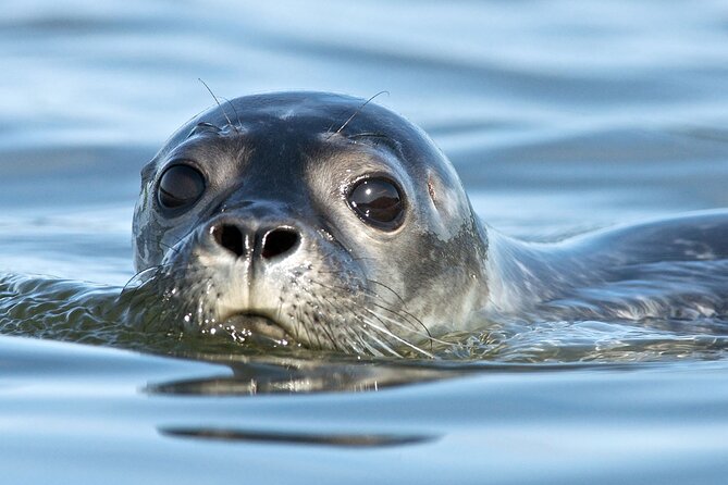 Meet The Seals Boat Tour - Travel by boat to a Secret Seal Cove - Quick points to know