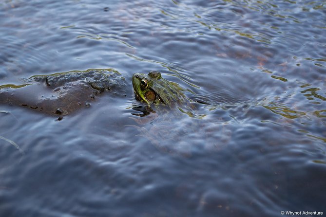 Mersey River Quickie Adventure - 2 Hours - Why the small group improves the outing