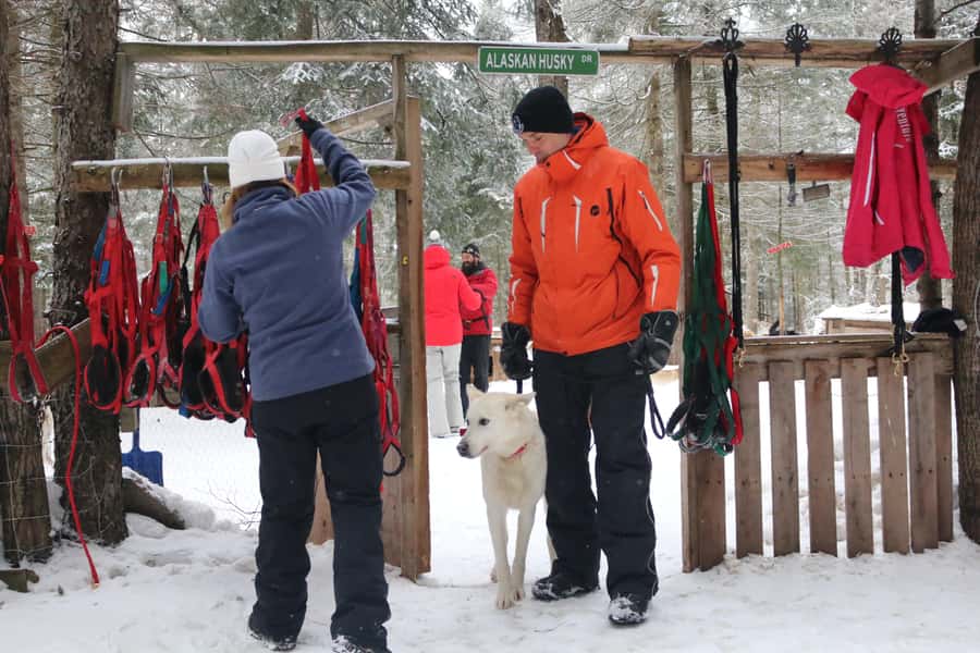 Mont-Tremblant: Dogsledding Valley Adventure - Meeting the huskies before the trail
