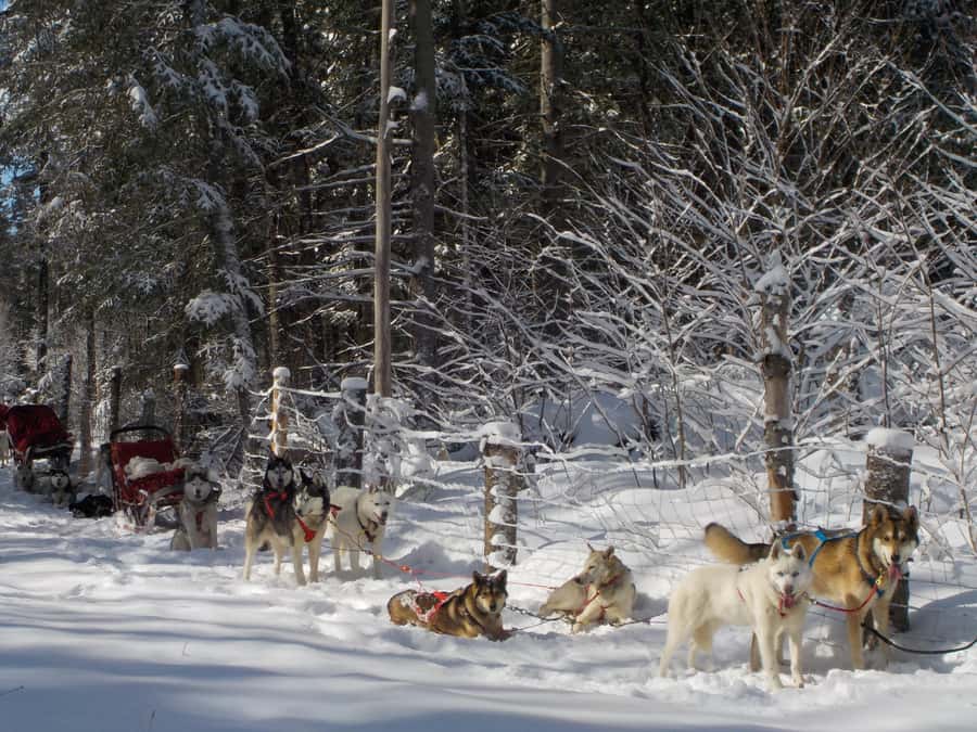 Mont-Tremblant: Dogsledding Valley Adventure - Riding the wooded Mont-Tremblant trails