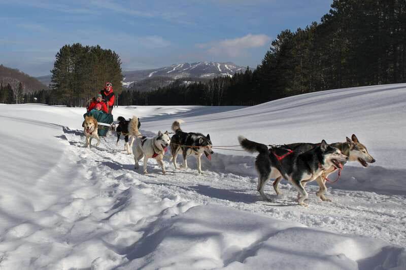 Mont-Tremblant: Guided Dogsledding Tour with Hot Chocolate - Time With the Dogs After the Ride