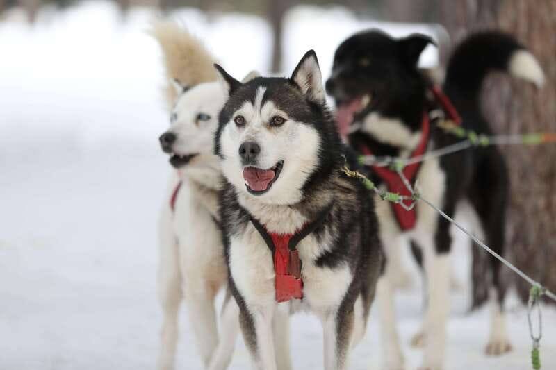 Mont-Tremblant: Guided Dogsledding Tour with Hot Chocolate - What the Strong Ratings Mean for Your Choice