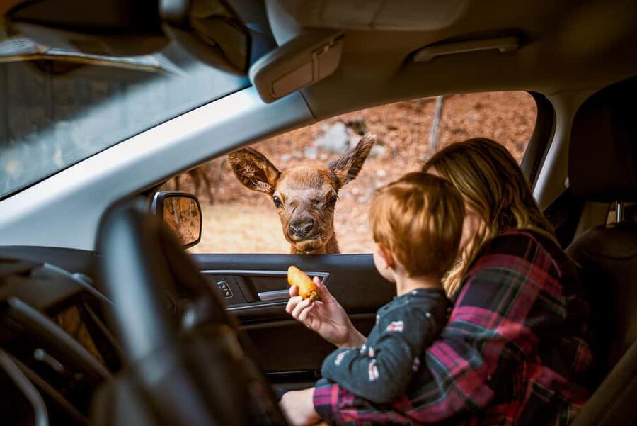 Montebello, QC: General Admission to Parc Omega - Farm animals, food, and time outside the car