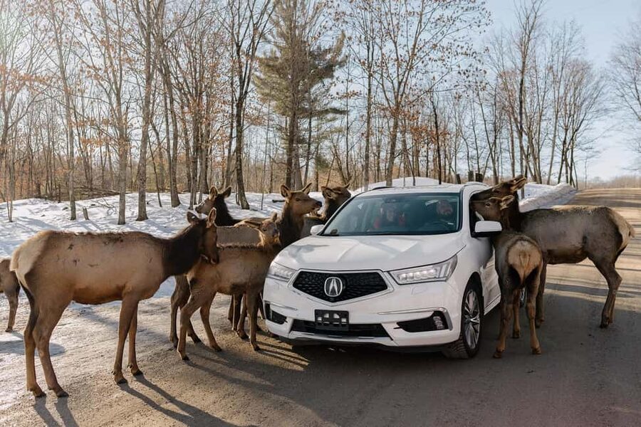 Montebello, QC: General Admission to Parc Omega - How long to stay and when to arrive