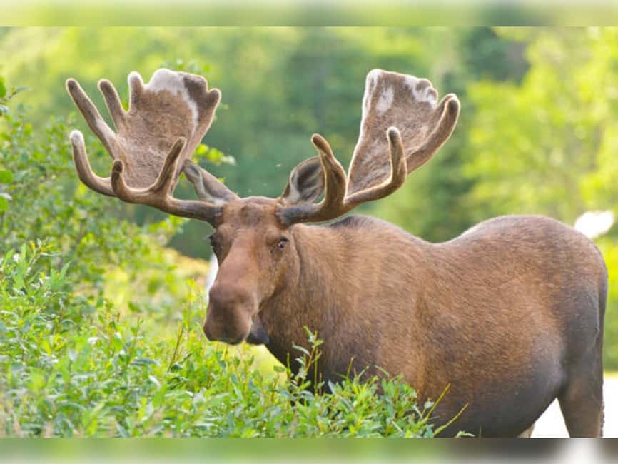Montebello, QC: General Admission to Parc Omega - Rules that protect you and the animals