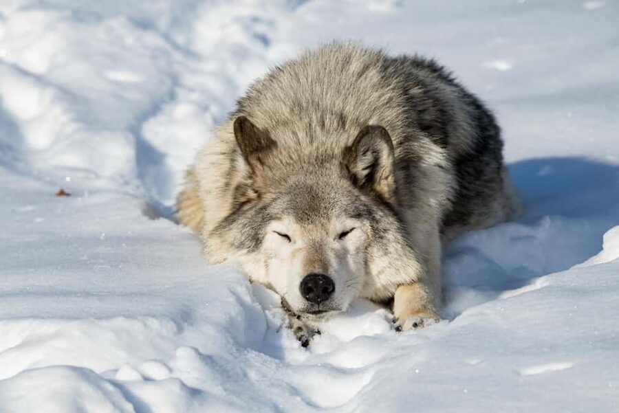 Montebello, QC: General Admission to Parc Omega - Who will enjoy this most
