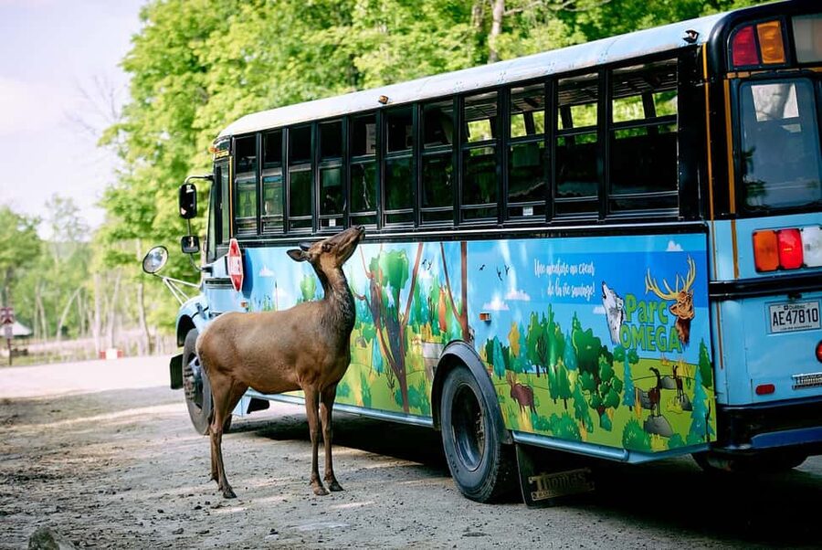Montebello, QC: Morning VIP Tour at Parc Oméga - Why the early morning matters at Parc Oméga