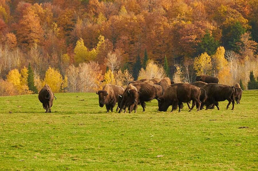 Montebello, QC: Morning VIP Tour at Parc Oméga - Elk, bison, bears, foxes, and wolves along the route
