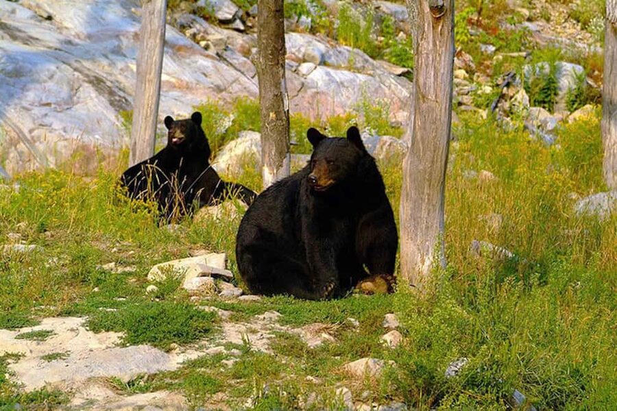 Montebello, QC: Morning VIP Tour at Parc Oméga - The wolf observatory is the tour’s signature stop