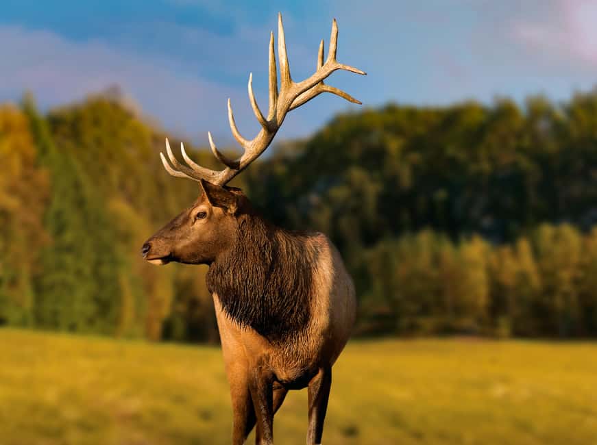 Montebello, QC: Morning VIP Tour at Parc Oméga - Booking details that deserve attention