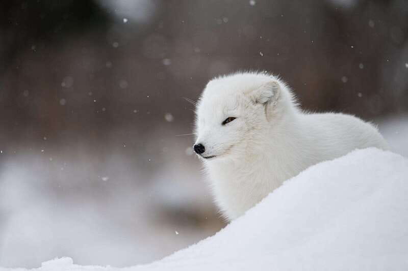 Montreal: Ecomuseum Zoo Entry Ticket - Winter conditions can change the whole outing