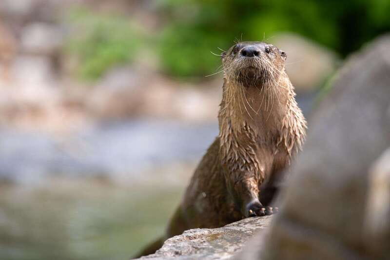 Montreal: Ecomuseum Zoo Entry Ticket - Animal welfare, space, and realistic expectations