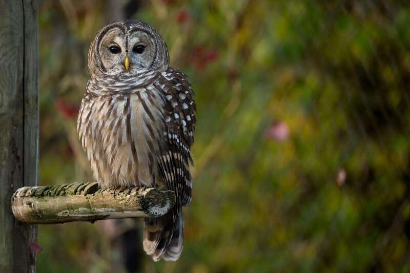 Montreal: Ecomuseum Zoo Entry Ticket - Getting value from the $16 admission