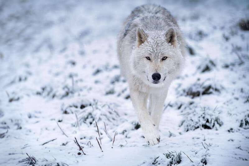 Montreal: Ecomuseum Zoo Entry Ticket - Why the habitats and animal stories matter