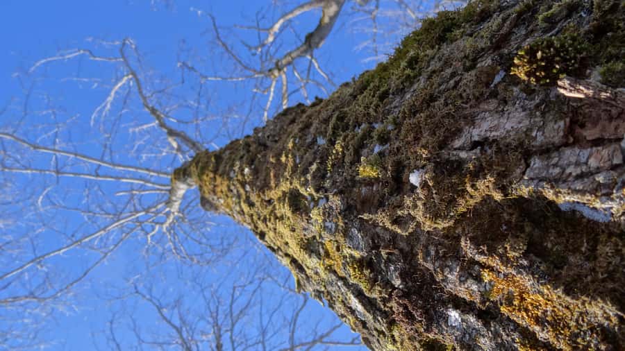 Montréal: Maple Syrup Tasting Conference! - Taffy on snow brings the Quebec tradition to life