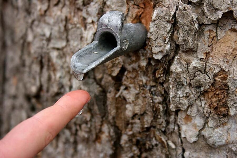Montreal: Maple Syrup Tour with Sugar Shack & Local Cuisine - Who will enjoy this most