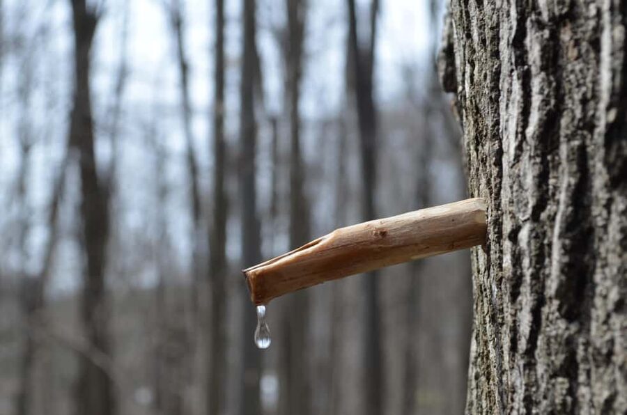 Montreal: Maple Syrup Tour with Sugar Shack & Local Cuisine - Is $138 a fair price?