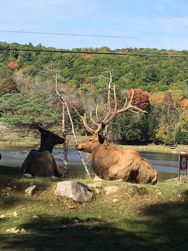 Montreal: Private Day Tour to Parc Omega & Montebello Lodge - Key points at a glance