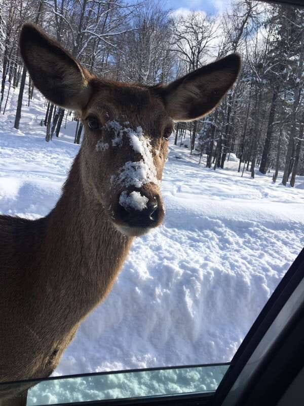 Montreal: Private Day Tour to Parc Omega & Montebello Lodge - Helpful booking details before you commit