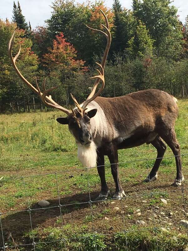 Montreal: Private Day Tour to Parc Omega & Montebello Lodge - Why Omega Park is worth leaving Montreal for